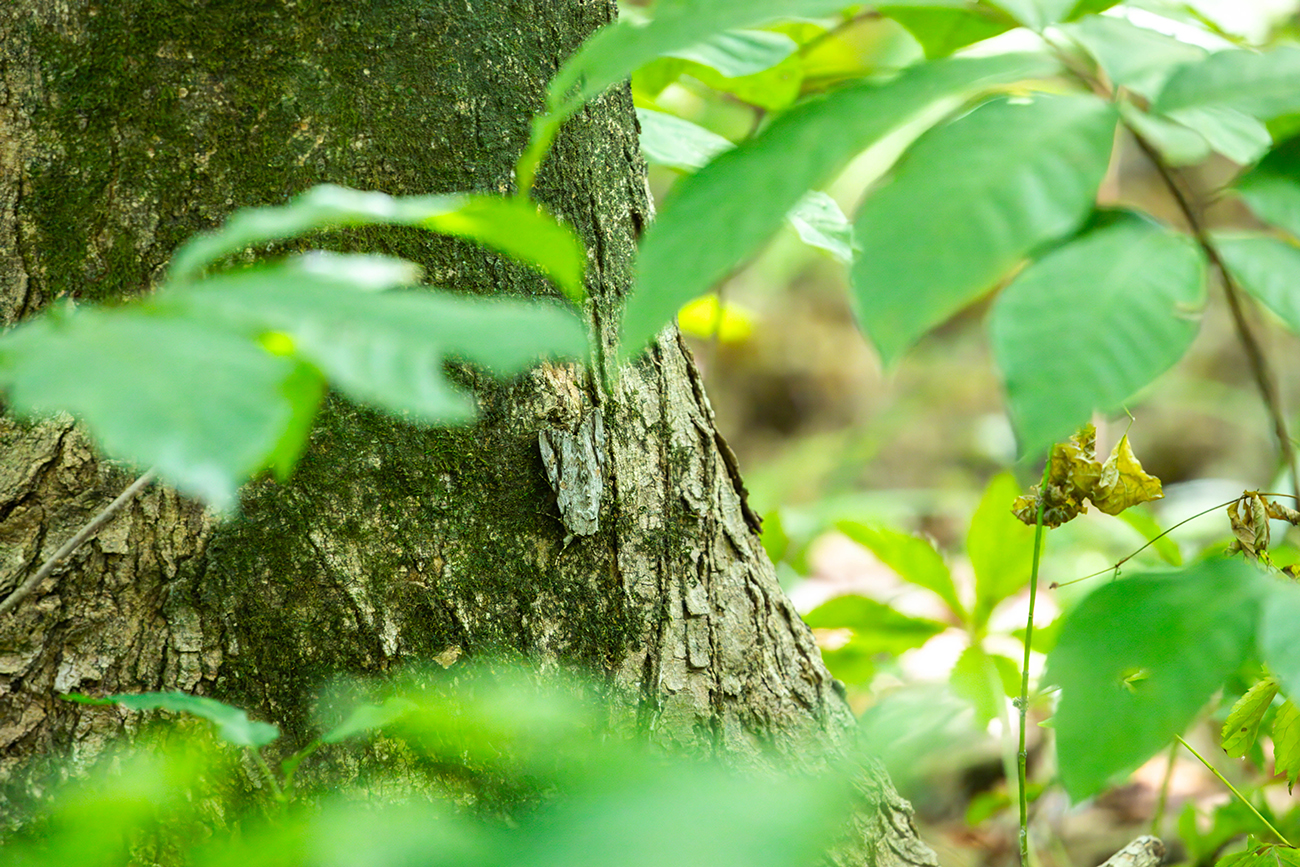 NatureZen: Tales from the Cryptids at Overton Park Conservancy | 5 A moth facing down on the trunk of a tree