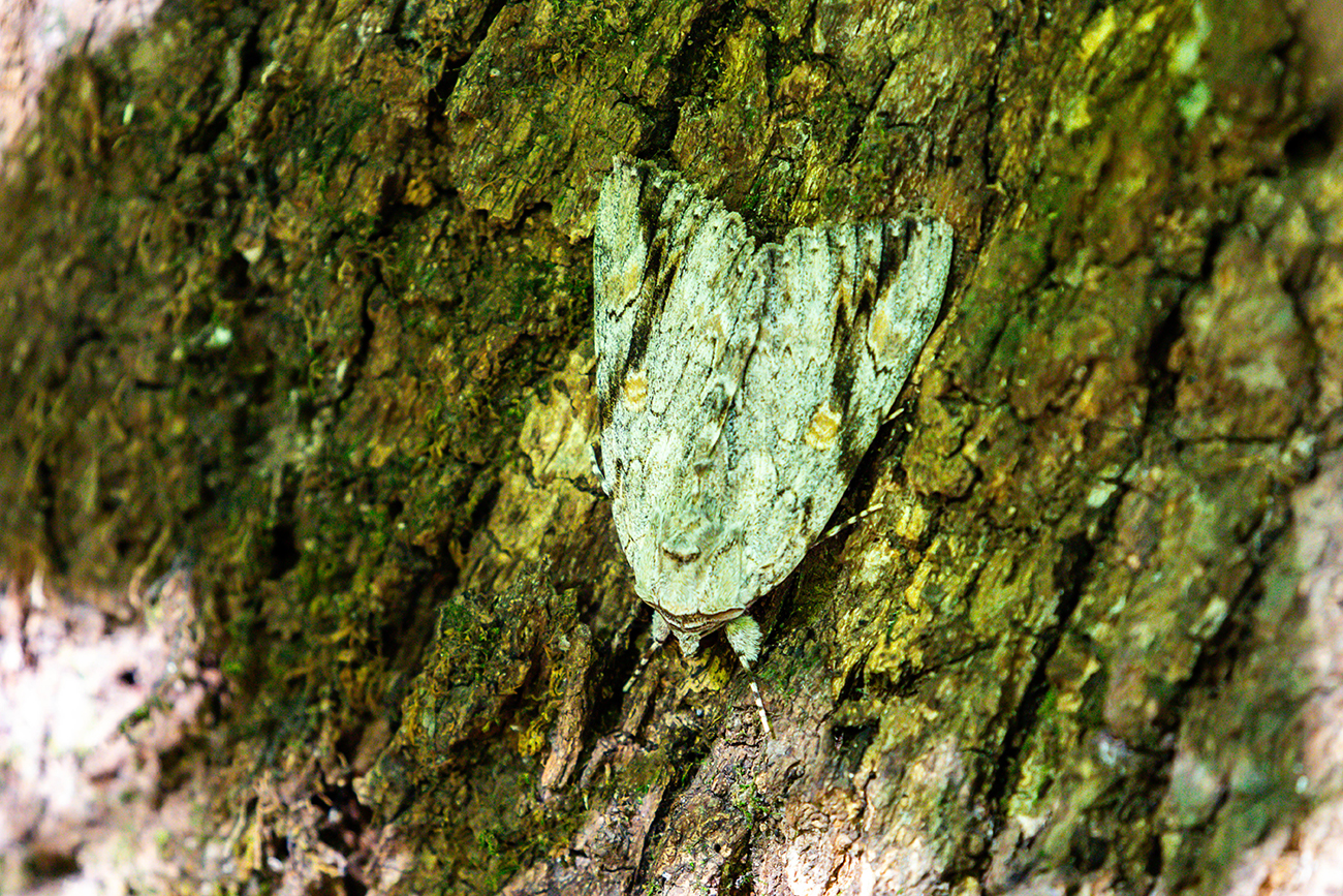 NatureZen: Tales from the Cryptids at Overton Park Conservancy | 6 Upside-down moth with dark stripes lined up to grooves in bark