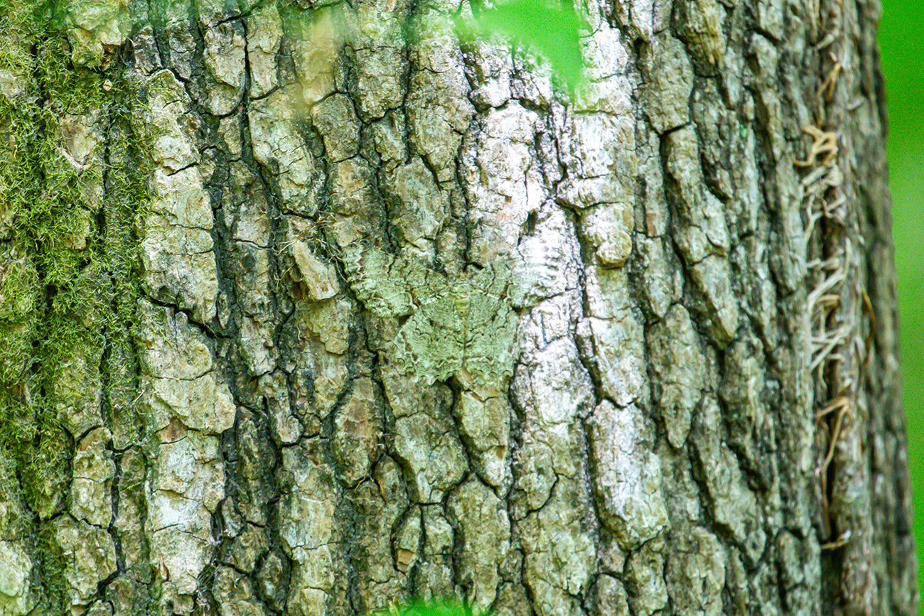 NatureZen: Tales from the Cryptids at Overton Park Conservancy | 2 A light gray moth perches with its wings adjacent to bark whose grooves match its stripes