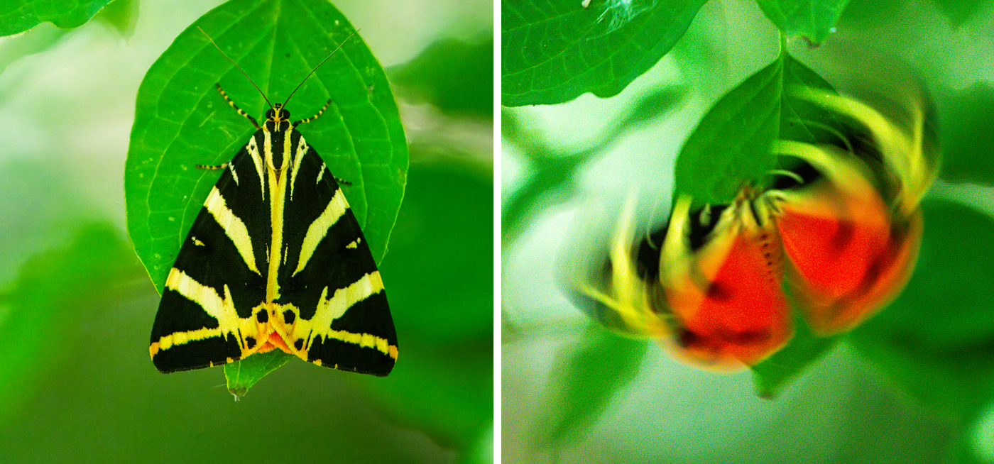 NatureZen: Tales from the Cryptids at Overton Park Conservancy | 4 A black and pale yellow striped moth hangs on a green leaf; then the moth takes off, showing its bright red wings