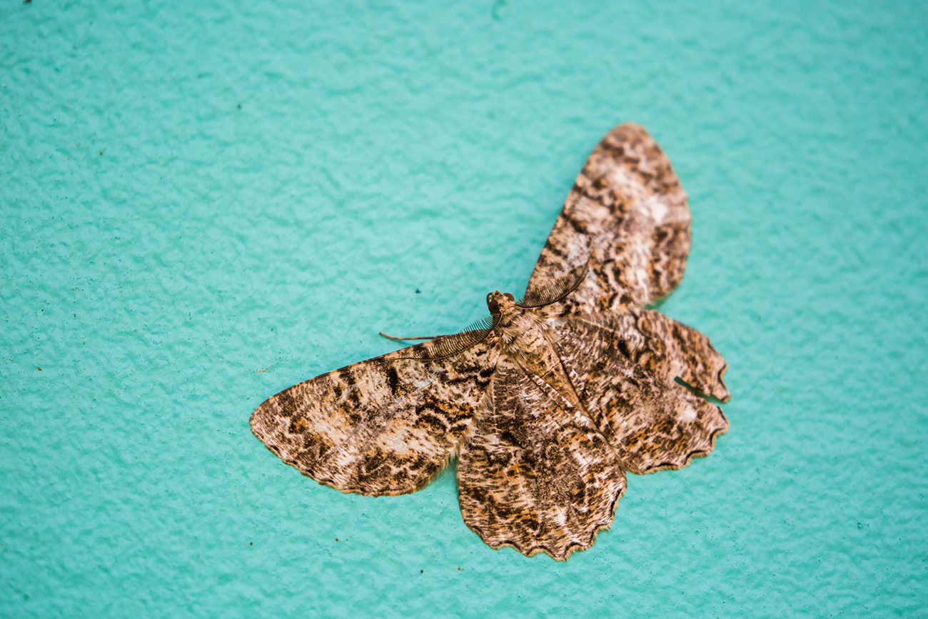NatureZen: Tales from the Cryptids at Overton Park Conservancy | 11 Bark-colored moth on a smooth teal background