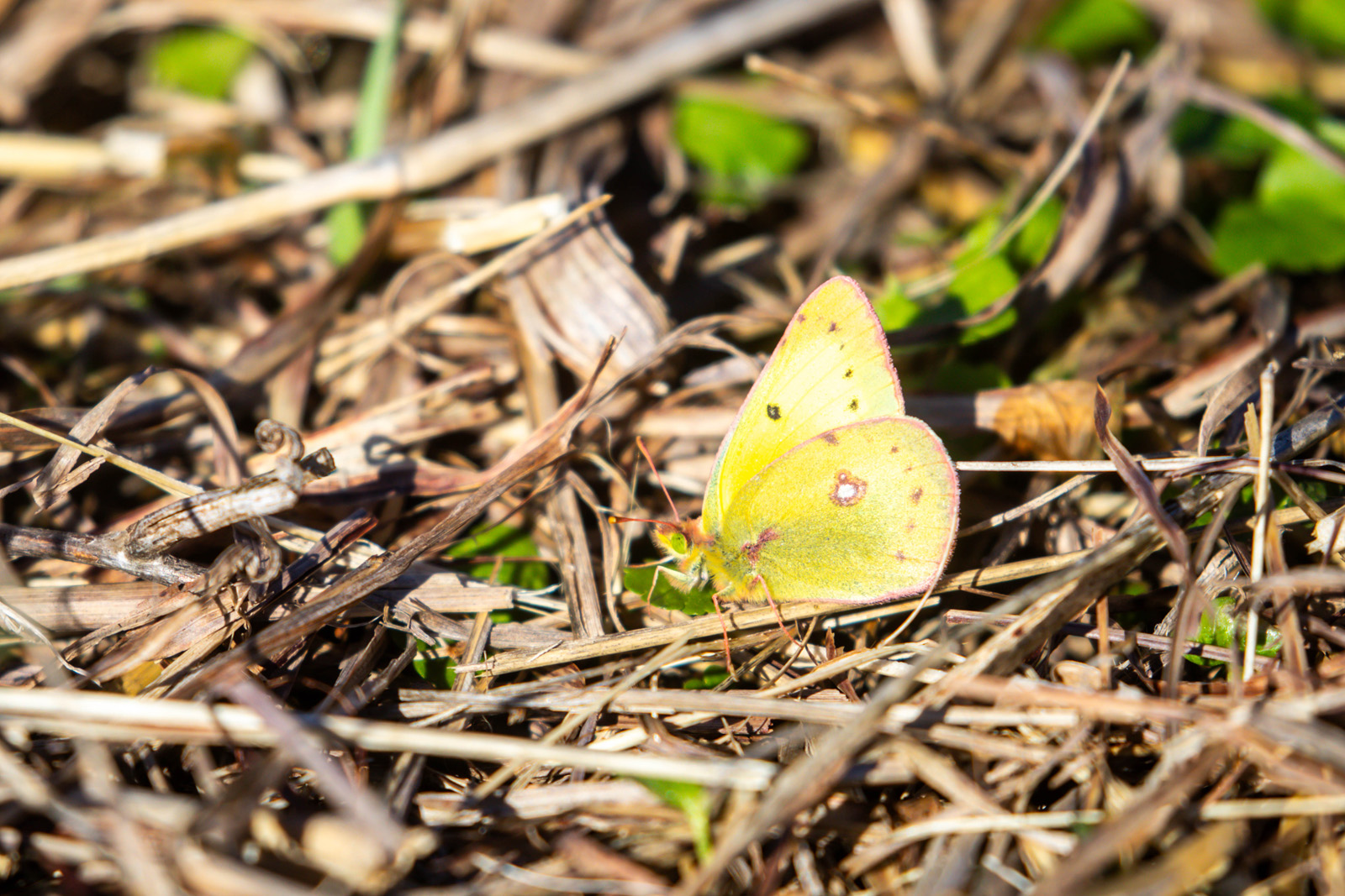 NatureZen: Butterfly Effects at Overton Park Conservancy | 2 A yellow butterfly with pink spots and borders sits in some dry grass