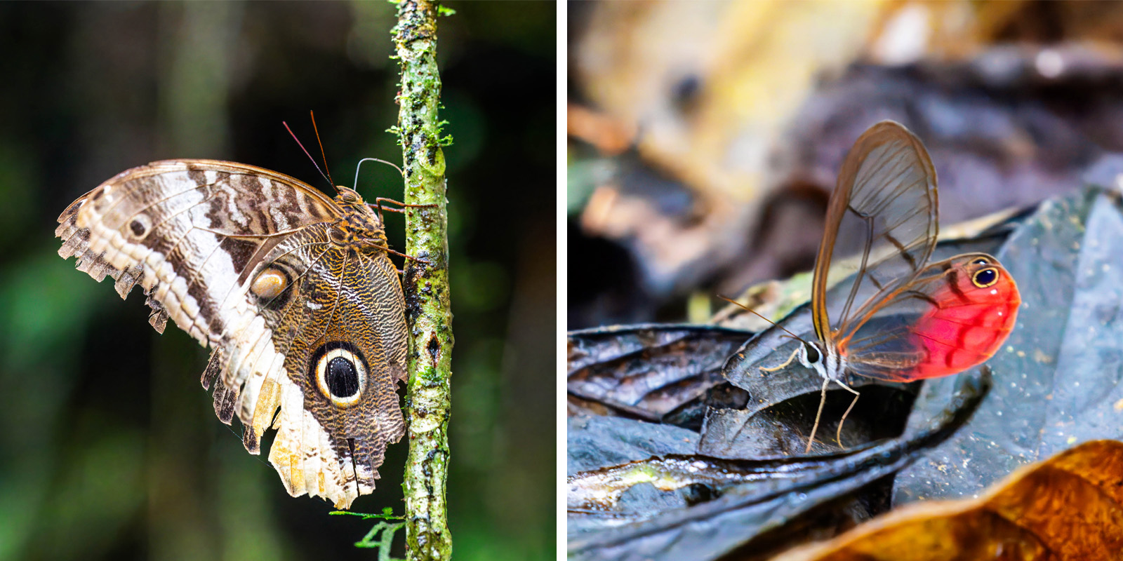 NatureZen: Butterfly Effects at Overton Park Conservancy | 3 A large brown butterfly with a dark eyespot; a small butterfly with mostly clear wings but a red-flushed hindwing with a small eyespot