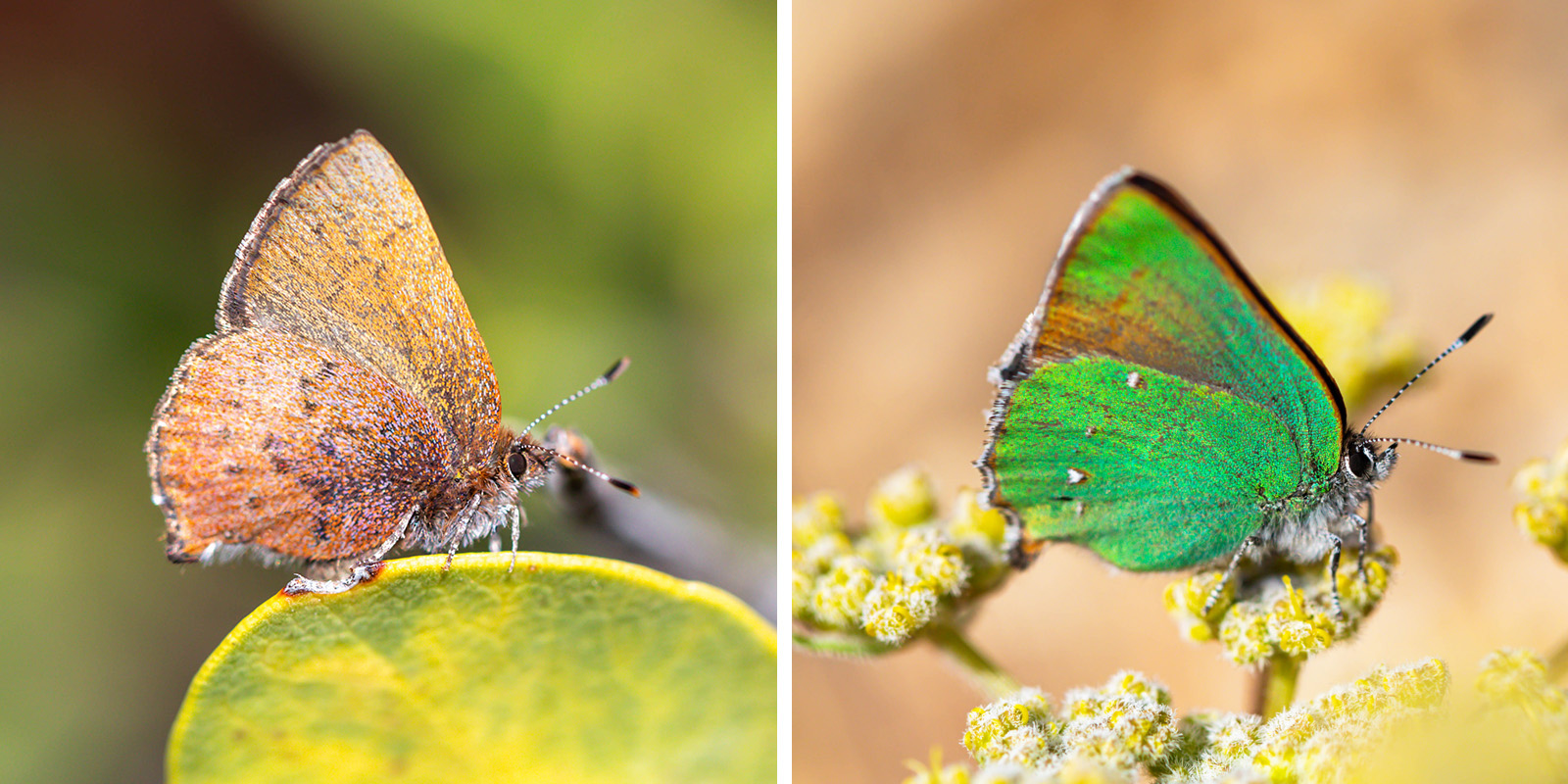 NatureZen: Butterfly Effects at Overton Park Conservancy | 4 Two similarly shaped small butterflies, one a tan color and the other an iridescent green