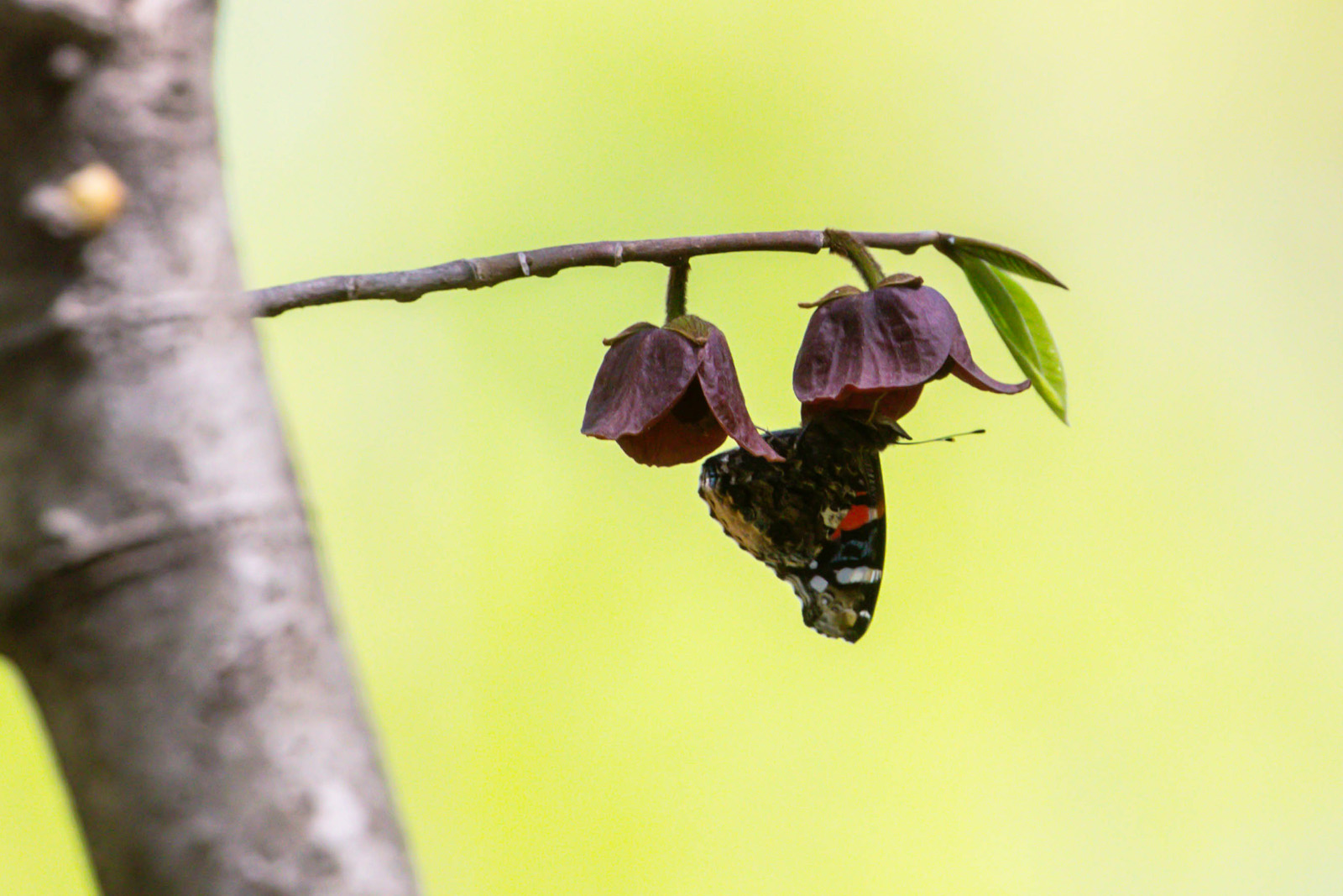 NatureZen: Butterfly Effects at Overton Park Conservancy | 5 A brown butterfly with orange and white stripes hangs upside-down from maroon flowers on a tree
