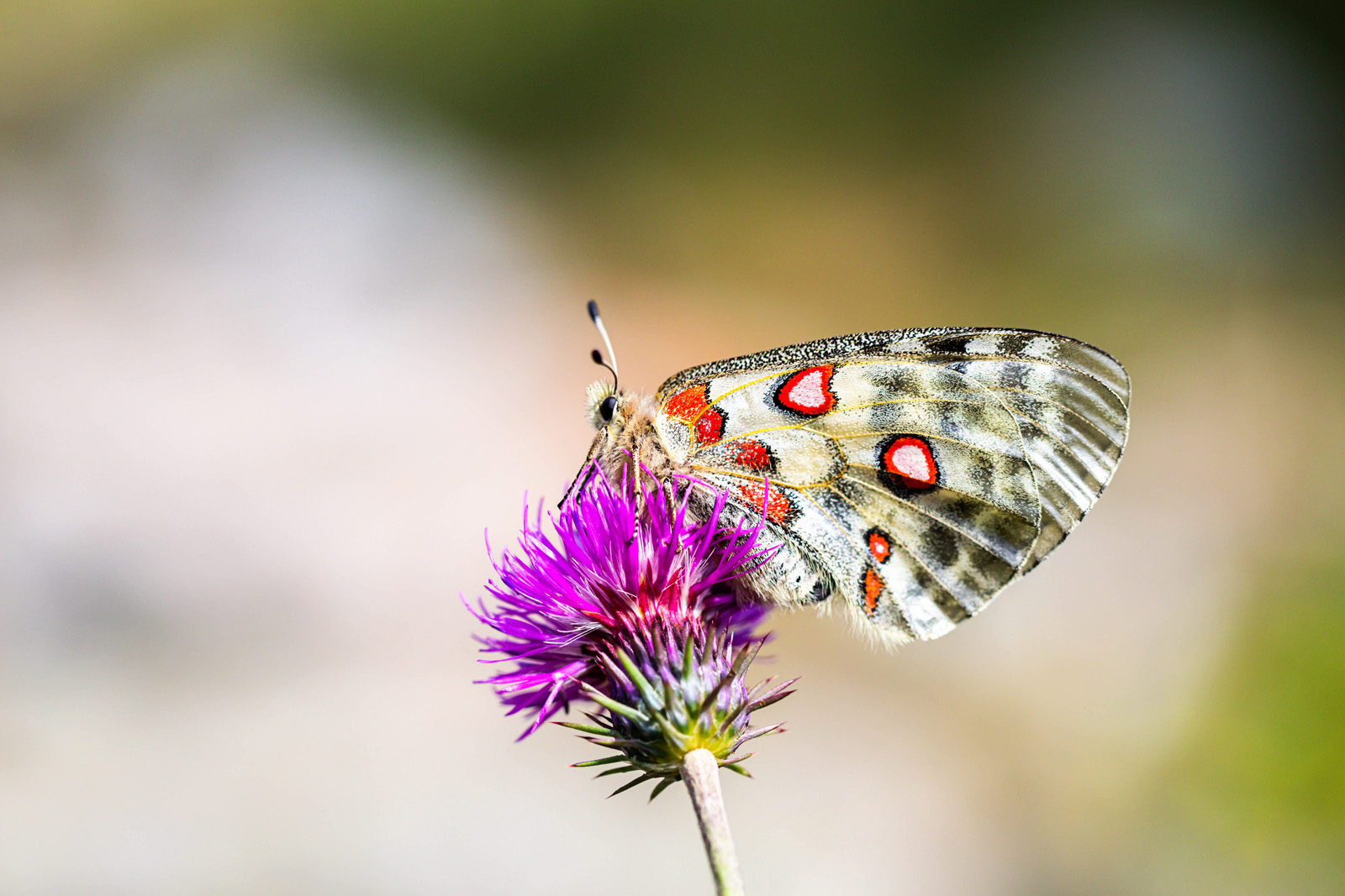 NatureZen: Butterfly Effects at Overton Park Conservancy | 6 A large butterfly with white and black wings and red heart-shaped markings sits on a fuchsia thistle flower