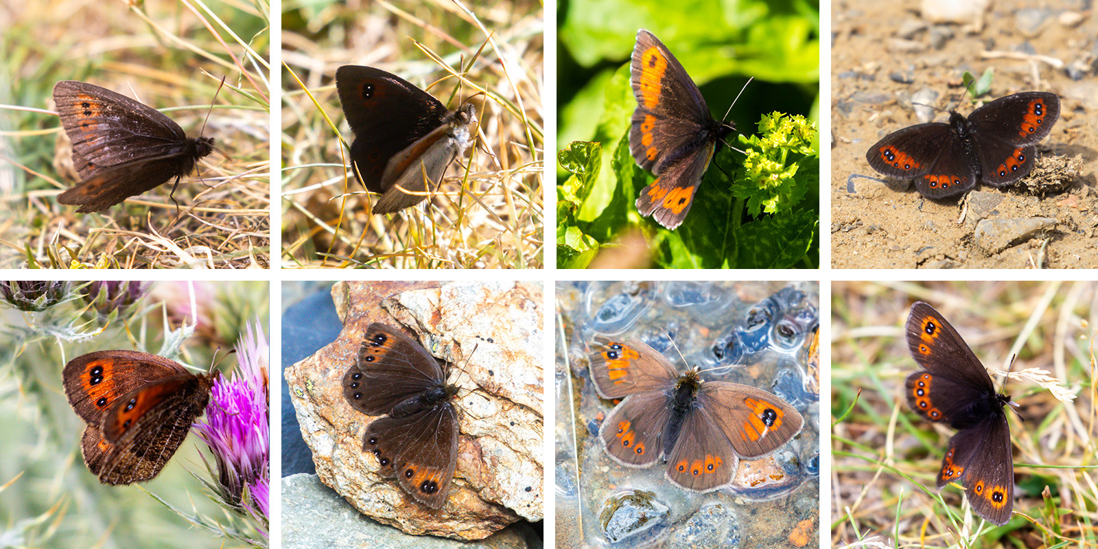 NatureZen: Butterfly Effects at Overton Park Conservancy | 7 A collage of eight brown butterflies with orange markings filled with black spots in various sizes