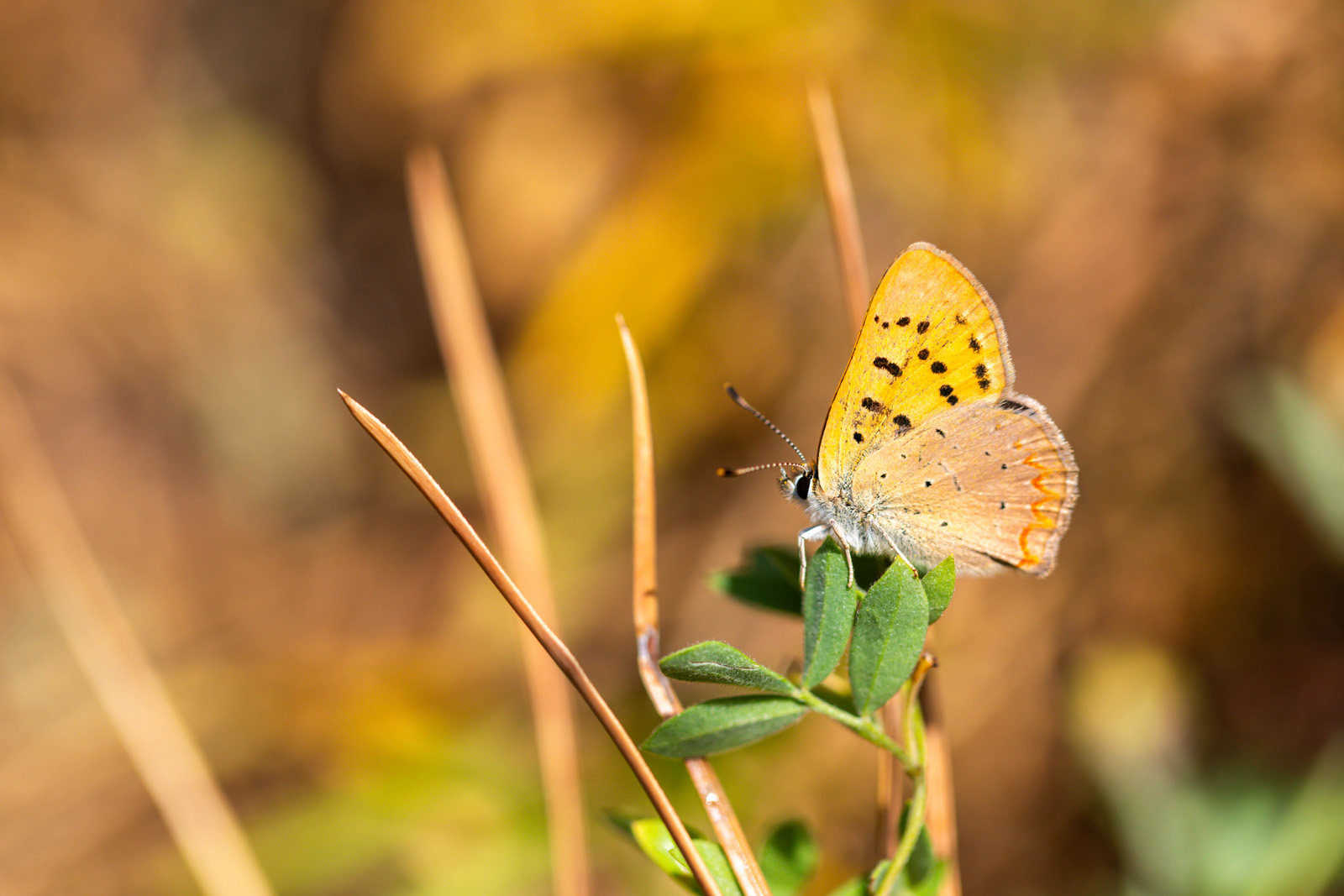 NatureZen: Butterfly Effects at Overton Park Conservancy | 8 A butterfly with black-spotted orange forewings and lilac-colored hindwings with a thin orange bar