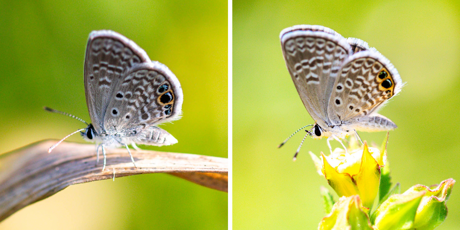 NatureZen: Butterfly Effects at Overton Park Conservancy | 10 Two images of small grayish-blue butterflies with black spots, some outlined in orange with blue iridescence