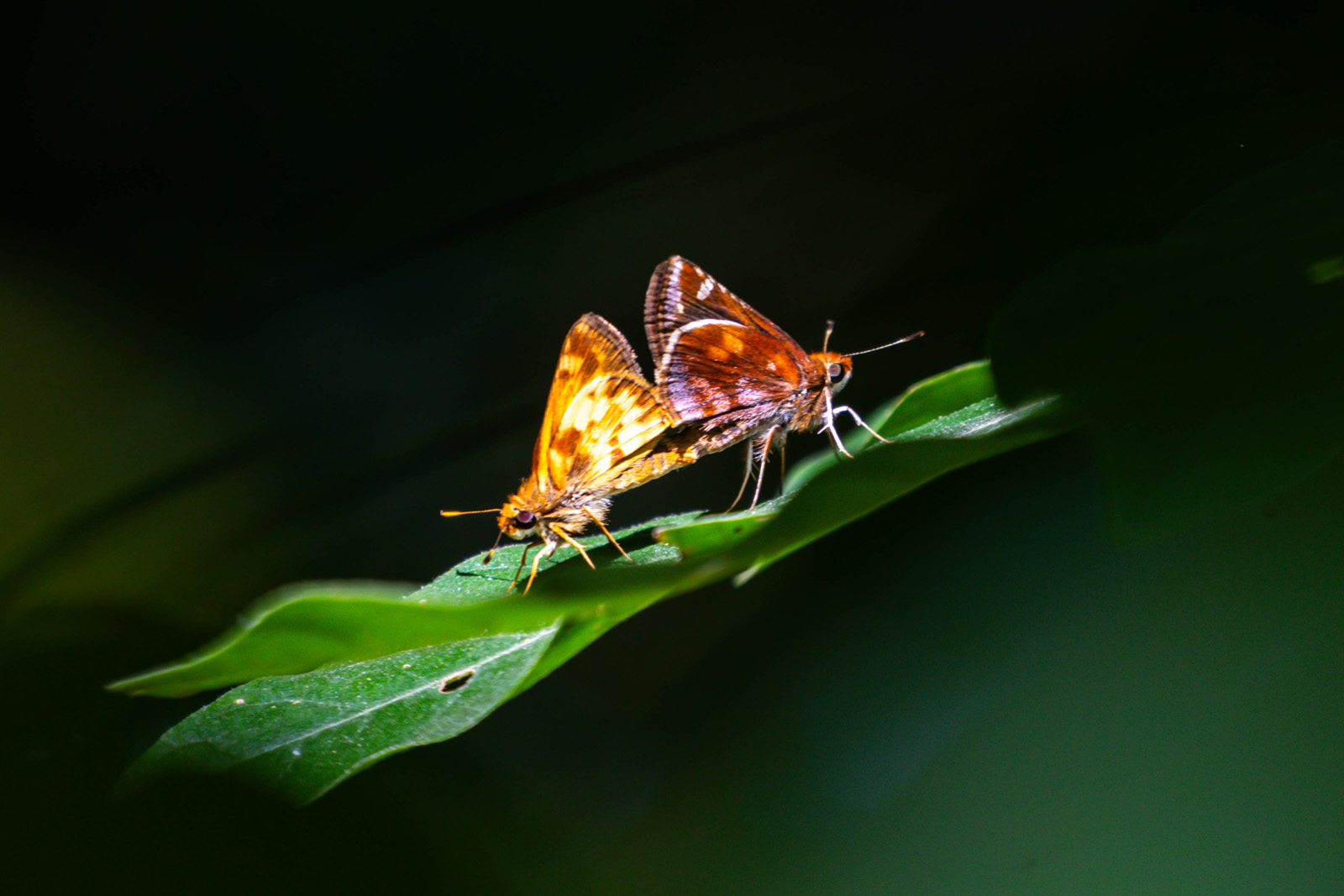 Two butterflies on a leaf, back to back--one is a butterscotch color and the other a chocolate color