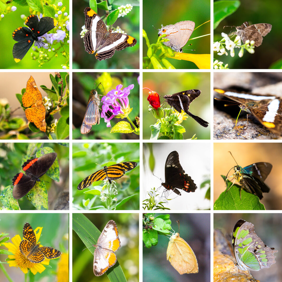 NatureZen: Butterfly Effects at Overton Park Conservancy | 1 A collage of 16 butterflies perched on flowers and leaves